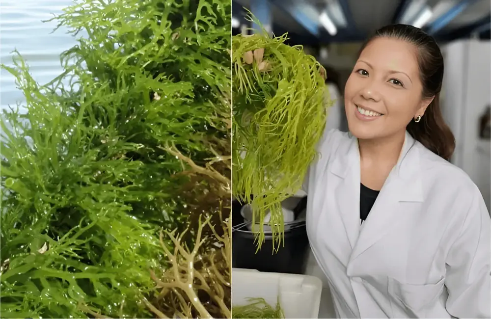 Dra. Sofia Marques com a alga da fórmula